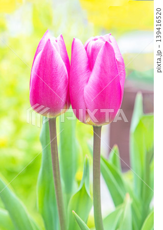 家の周りの草花 四季の色々 農業公園の花畑に色鮮やかな美しいチューリップの花が咲きました 家の周りの草花 四季の色々 農業公園の花畑に色鮮やかな美しいチューリップの花が咲きました 139416520