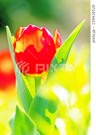 家の周りの草花　四季の色々　農業公園の花畑に色鮮やかな美しいチューリップの花が咲きました　 139416526