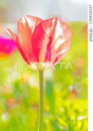 家の周りの草花　四季の色々　農業公園の花畑に色鮮やかな美しいチューリップの花が咲きました　 139416527