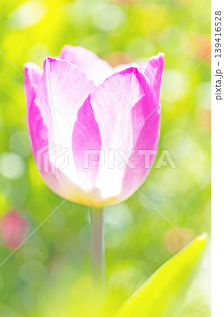家の周りの草花　四季の色々　農業公園の花畑に色鮮やかな美しいチューリップの花が咲きました　 139416528