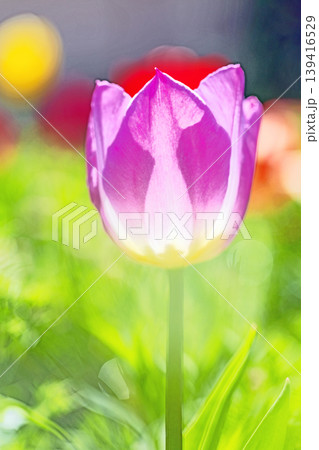 家の周りの草花 四季の色々 農業公園の花畑に色鮮やかな美しいチューリップの花が咲きました 家の周りの草花 四季の色々 農業公園の花畑に色鮮やかな美しいチューリップの花が咲きました 139416529