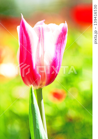 家の周りの草花 四季の色々 農業公園の花畑に色鮮やかな美しいチューリップの花が咲きました 家の周りの草花 四季の色々 農業公園の花畑に色鮮やかな美しいチューリップの花が咲きました 139416530