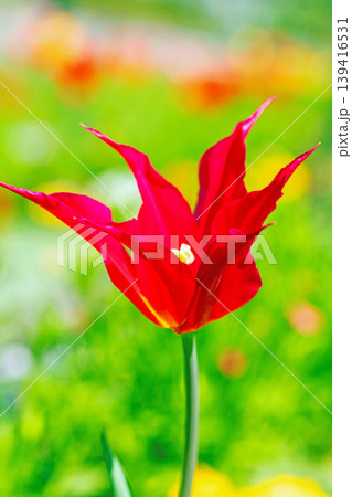 家の周りの草花　四季の色々　農業公園の花畑に色鮮やかな美しいチューリップの花が咲きました　 139416531