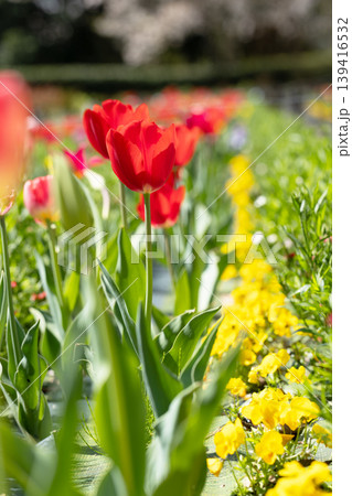 家の周りの草花　四季の色々　農業公園の花畑に色鮮やかな美しいチューリップの花が咲きました　 139416532
