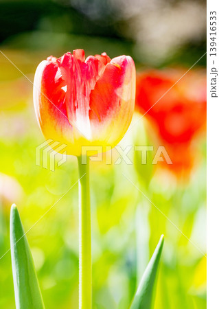 家の周りの草花　四季の色々　農業公園の花畑に色鮮やかな美しいチューリップの花が咲きました　 139416533