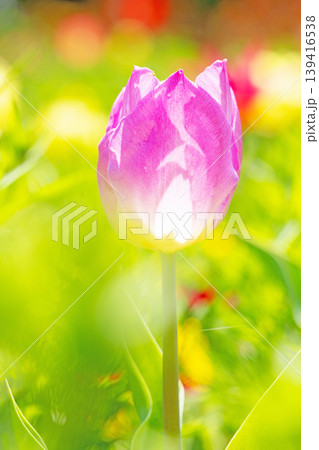 家の周りの草花 四季の色々 農業公園の花畑に色鮮やかな美しいチューリップの花が咲きました 家の周りの草花 四季の色々 農業公園の花畑に色鮮やかな美しいチューリップの花が咲きました 139416538
