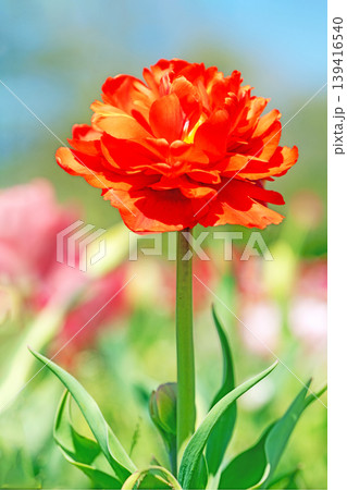 家の周りの草花 四季の色々 農業公園の花畑に色鮮やかな美しいチューリップの花が咲きました 家の周りの草花 四季の色々 農業公園の花畑に色鮮やかな美しいチューリップの花が咲きました 139416540