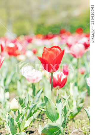 家の周りの草花 四季の色々 農業公園の花畑に色鮮やかな美しいチューリップの花が咲きました 家の周りの草花 四季の色々 農業公園の花畑に色鮮やかな美しいチューリップの花が咲きました 139416543