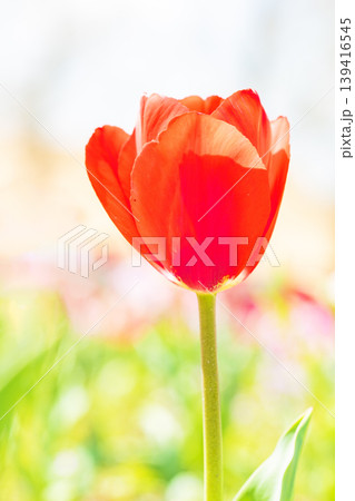 家の周りの草花　四季の色々　農業公園の花畑に色鮮やかな美しいチューリップの花が咲きました　 139416545