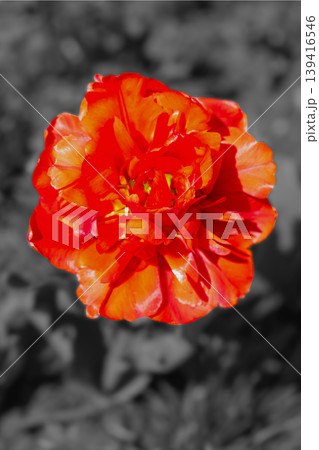 家の周りの草花　四季の色々　農業公園の花畑に色鮮やかな美しいチューリップの花が咲きました　 139416546