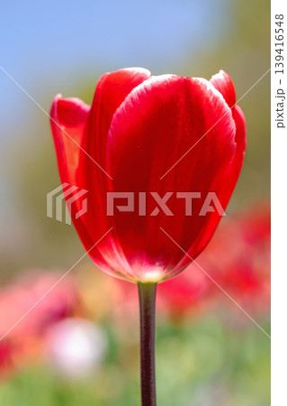家の周りの草花 四季の色々 農業公園の花畑に色鮮やかな美しいチューリップの花が咲きました 家の周りの草花 四季の色々 農業公園の花畑に色鮮やかな美しいチューリップの花が咲きました 139416548
