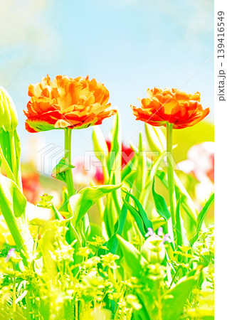 家の周りの草花 四季の色々 農業公園の花畑に色鮮やかな美しいチューリップの花が咲きました 家の周りの草花 四季の色々 農業公園の花畑に色鮮やかな美しいチューリップの花が咲きました 139416549