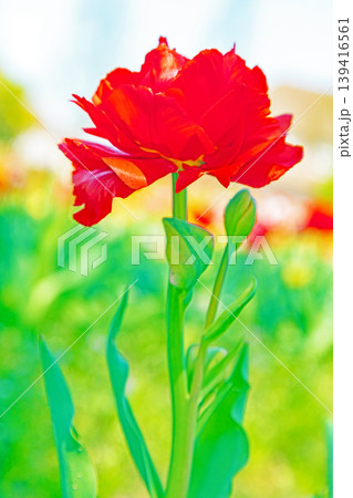 家の周りの草花　四季の色々　農業公園の花畑に色鮮やかな美しいチューリップの花が咲きました　 139416561