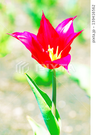 家の周りの草花 四季の色々 農業公園の花畑に色鮮やかな美しいチューリップの花が咲きました 家の周りの草花 四季の色々 農業公園の花畑に色鮮やかな美しいチューリップの花が咲きました 139416562
