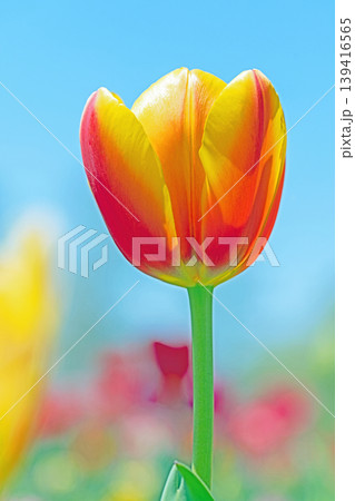 家の周りの草花　四季の色々　農業公園の花畑に色鮮やかな美しいチューリップの花が咲きました　 139416565