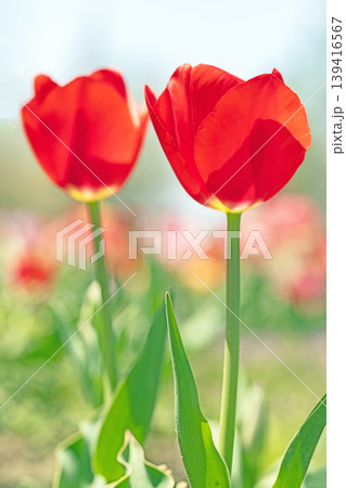 家の周りの草花　四季の色々　農業公園の花畑に色鮮やかな美しいチューリップの花が咲きました　 139416567