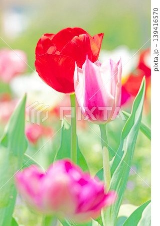 家の周りの草花 四季の色々 農業公園の花畑に色鮮やかな美しいチューリップの花が咲きました 家の周りの草花 四季の色々 農業公園の花畑に色鮮やかな美しいチューリップの花が咲きました 139416570