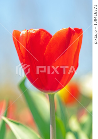 家の周りの草花 四季の色々 農業公園の花畑に色鮮やかな美しいチューリップの花が咲きました 家の周りの草花 四季の色々 農業公園の花畑に色鮮やかな美しいチューリップの花が咲きました 139416571
