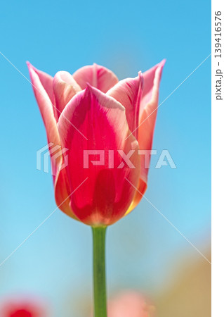 家の周りの草花 四季の色々 農業公園の花畑に色鮮やかな美しいチューリップの花が咲きました 家の周りの草花 四季の色々 農業公園の花畑に色鮮やかな美しいチューリップの花が咲きました 139416576