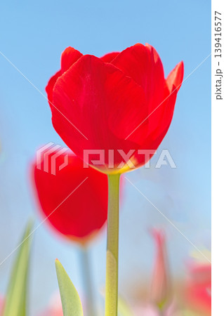 家の周りの草花 四季の色々 農業公園の花畑に色鮮やかな美しいチューリップの花が咲きました 家の周りの草花 四季の色々 農業公園の花畑に色鮮やかな美しいチューリップの花が咲きました 139416577