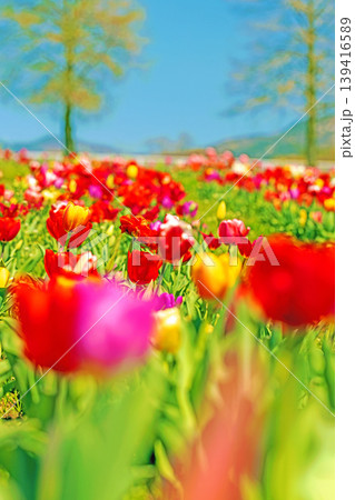 家の周りの草花 四季の色々 農業公園の花畑に色鮮やかな美しいチューリップの花が咲きました 家の周りの草花 四季の色々 農業公園の花畑に色鮮やかな美しいチューリップの花が咲きました 139416589