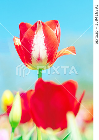 家の周りの草花　四季の色々　農業公園の花畑に色鮮やかな美しいチューリップの花が咲きました　 139416591
