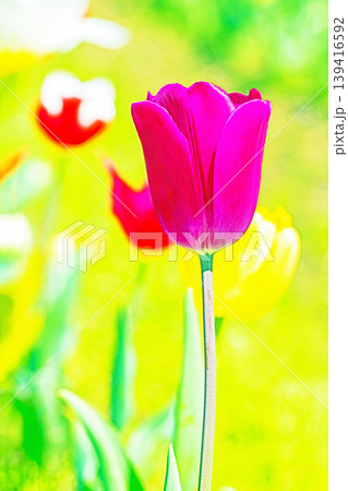 家の周りの草花　四季の色々　農業公園の花畑に色鮮やかな美しいチューリップの花が咲きました　 139416592