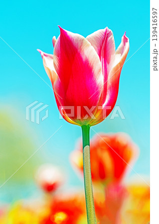 家の周りの草花 四季の色々 農業公園の花畑に色鮮やかな美しいチューリップの花が咲きました 家の周りの草花 四季の色々 農業公園の花畑に色鮮やかな美しいチューリップの花が咲きました 139416597