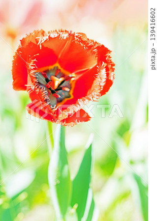 家の周りの草花 四季の色々 農業公園の花畑に色鮮やかな美しいチューリップの花が咲きました 家の周りの草花 四季の色々 農業公園の花畑に色鮮やかな美しいチューリップの花が咲きました 139416602