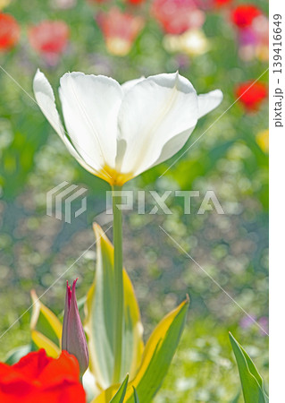 家の周りの草花　四季の色々　農業公園の花畑に色鮮やかな美しいチューリップの花が咲きました　 139416649