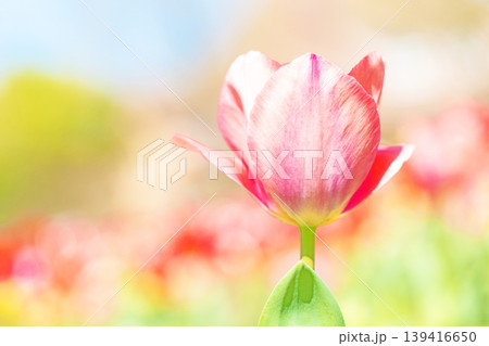 家の周りの草花　四季の色々　農業公園の花畑に色鮮やかな美しいチューリップの花が咲きました　 139416650
