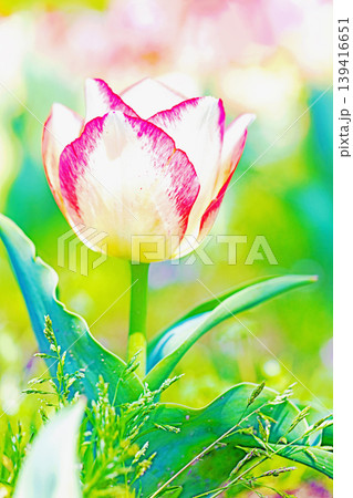 家の周りの草花 四季の色々 農業公園の花畑に色鮮やかな美しいチューリップの花が咲きました 家の周りの草花 四季の色々 農業公園の花畑に色鮮やかな美しいチューリップの花が咲きました 139416651