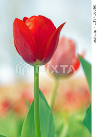 家の周りの草花　四季の色々　農業公園の花畑に色鮮やかな美しいチューリップの花が咲きました　 139416660