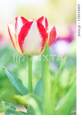 家の周りの草花 四季の色々 農業公園の花畑に色鮮やかな美しいチューリップの花が咲きました 家の周りの草花 四季の色々 農業公園の花畑に色鮮やかな美しいチューリップの花が咲きました 139416665