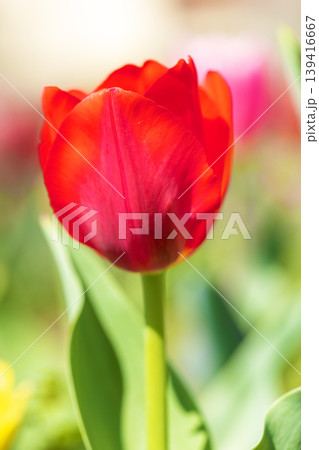 家の周りの草花　四季の色々　農業公園の花畑に色鮮やかな美しいチューリップの花が咲きました　 139416667