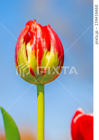 家の周りの草花 四季の色々 農業公園の花畑に色鮮やかな美しいチューリップの花が咲きました 家の周りの草花 四季の色々 農業公園の花畑に色鮮やかな美しいチューリップの花が咲きました 139416668