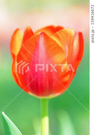 家の周りの草花 四季の色々 農業公園の花畑に色鮮やかな美しいチューリップの花が咲きました 家の周りの草花 四季の色々 農業公園の花畑に色鮮やかな美しいチューリップの花が咲きました 139416672