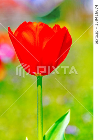 家の周りの草花 四季の色々 農業公園の花畑に色鮮やかな美しいチューリップの花が咲きました 家の周りの草花 四季の色々 農業公園の花畑に色鮮やかな美しいチューリップの花が咲きました 139416674