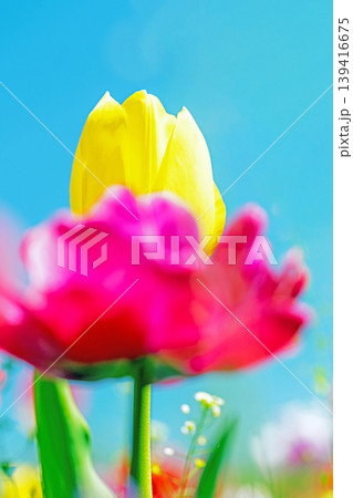 家の周りの草花　四季の色々　農業公園の花畑に色鮮やかな美しいチューリップの花が咲きました　 139416675