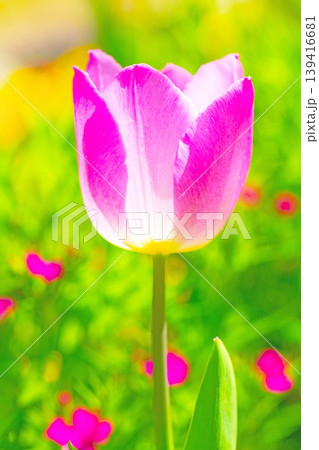 家の周りの草花 四季の色々 農業公園の花畑に色鮮やかな美しいチューリップの花が咲きました 家の周りの草花 四季の色々 農業公園の花畑に色鮮やかな美しいチューリップの花が咲きました 139416681