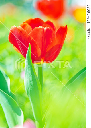 家の周りの草花　四季の色々　農業公園の花畑に色鮮やかな美しいチューリップの花が咲きました　 139416682