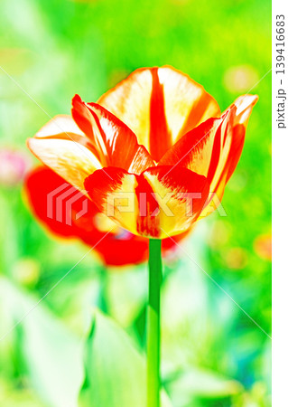 家の周りの草花　四季の色々　農業公園の花畑に色鮮やかな美しいチューリップの花が咲きました　 139416683