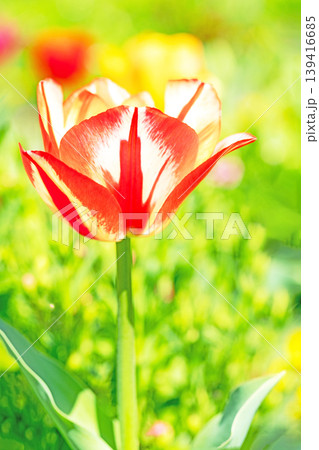 家の周りの草花 四季の色々 農業公園の花畑に色鮮やかな美しいチューリップの花が咲きました 家の周りの草花 四季の色々 農業公園の花畑に色鮮やかな美しいチューリップの花が咲きました 139416685