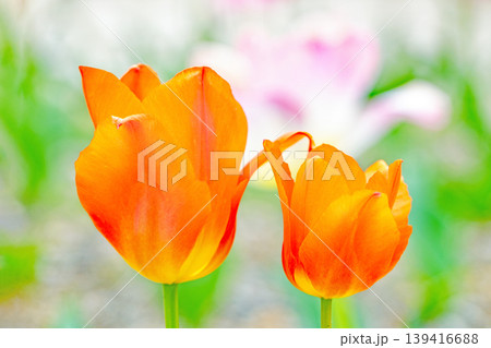家の周りの草花 四季の色々 農業公園の花畑に色鮮やかな美しいチューリップの花が咲きました 家の周りの草花 四季の色々 農業公園の花畑に色鮮やかな美しいチューリップの花が咲きました 139416688
