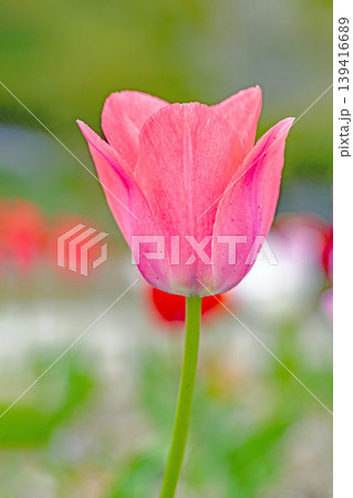 家の周りの草花 四季の色々 農業公園の花畑に色鮮やかな美しいチューリップの花が咲きました 家の周りの草花 四季の色々 農業公園の花畑に色鮮やかな美しいチューリップの花が咲きました 139416689