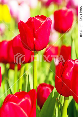 家の周りの草花 四季の色々 農業公園の花畑に色鮮やかな美しいチューリップの花が咲きました 家の周りの草花 四季の色々 農業公園の花畑に色鮮やかな美しいチューリップの花が咲きました 139416691