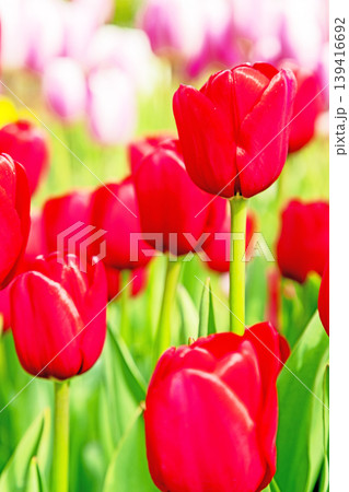 家の周りの草花　四季の色々　農業公園の花畑に色鮮やかな美しいチューリップの花が咲きました　 139416692
