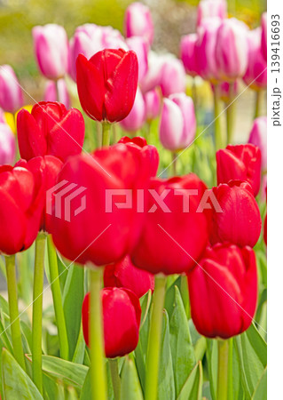 家の周りの草花 四季の色々 農業公園の花畑に色鮮やかな美しいチューリップの花が咲きました 家の周りの草花 四季の色々 農業公園の花畑に色鮮やかな美しいチューリップの花が咲きました 139416693