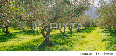 Lush vegetation under silver canopies of an old olive plantation creates a vibrant pattern. Metaphor for flourishing growth and sustainable development in modern business Lush vegetation under silver canopies of an old olive plantation creates a vibrant pattern. Metaphor for flourishing growth and sustainable development in modern business 139416696