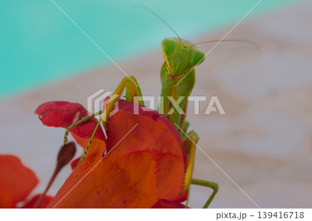 Green European mantis posing and smiling against the background of a red flower Green European mantis posing and smiling against the background of a red flower 139416718